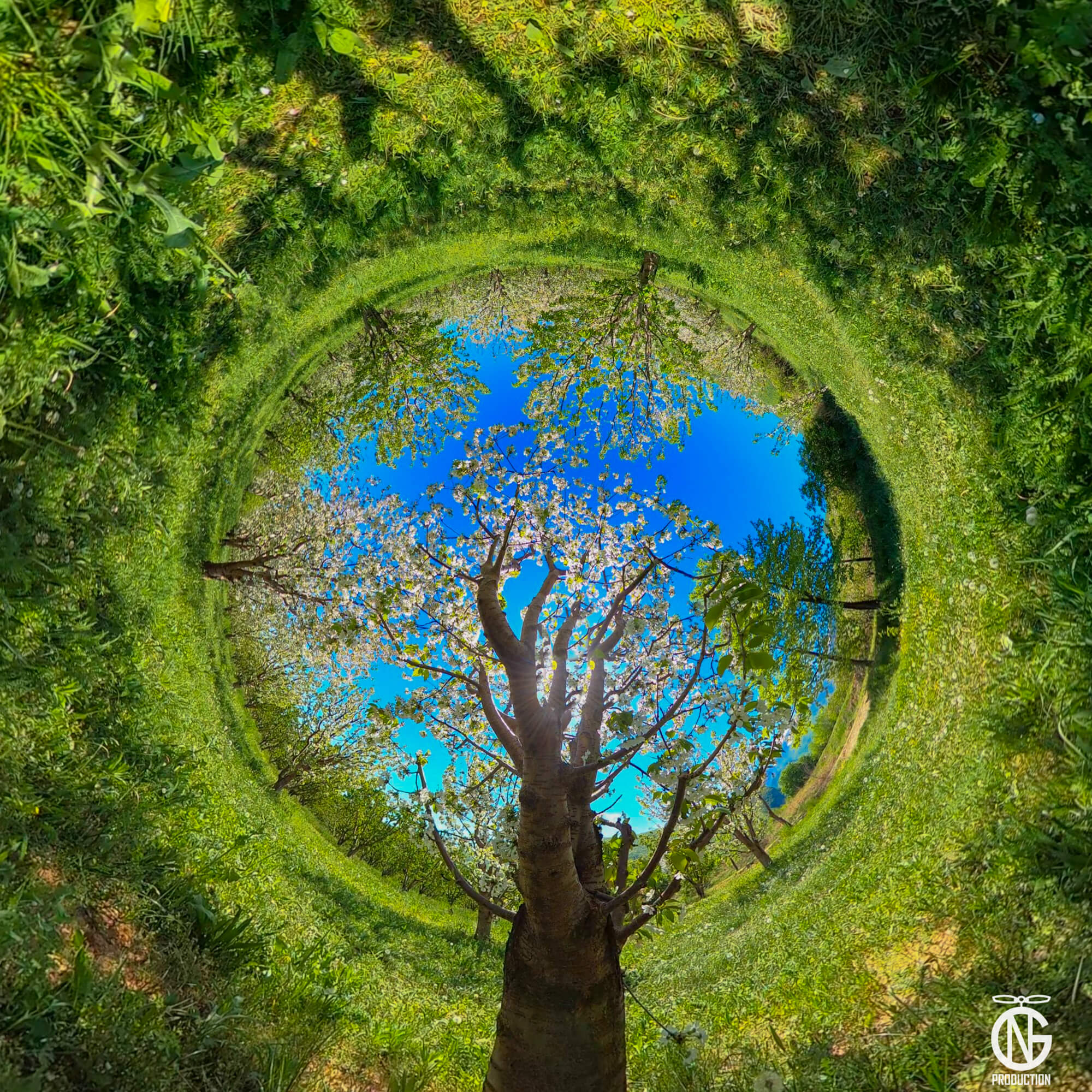 Inverted tiny-planet 360° view of a cherry orchard in Pella: blossoming tree centered under a clear blue sky, ringed by lush green.